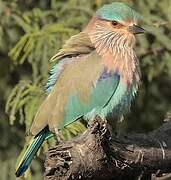 Indian Roller