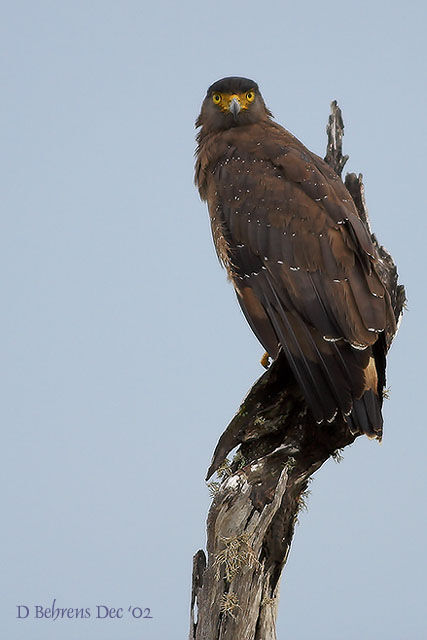 Crested Serpent Eagle