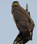 Crested Serpent Eagle