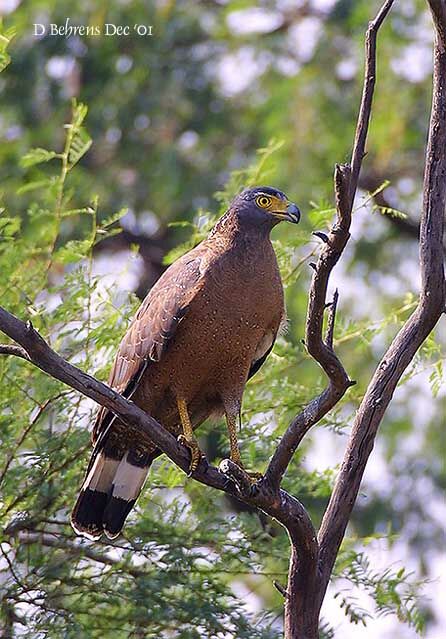 Crested Serpent Eagle