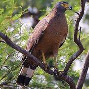 Crested Serpent Eagle