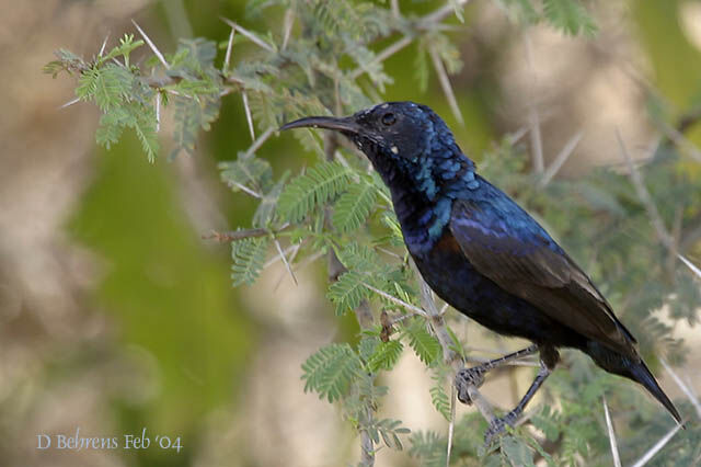 Purple Sunbird