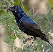 Purple Sunbird