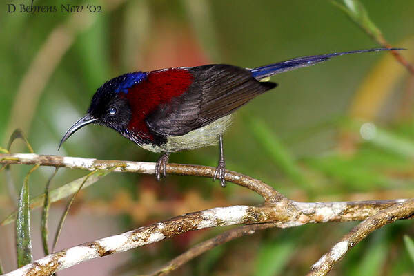 Black-throated Sunbird