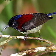 Black-throated Sunbird