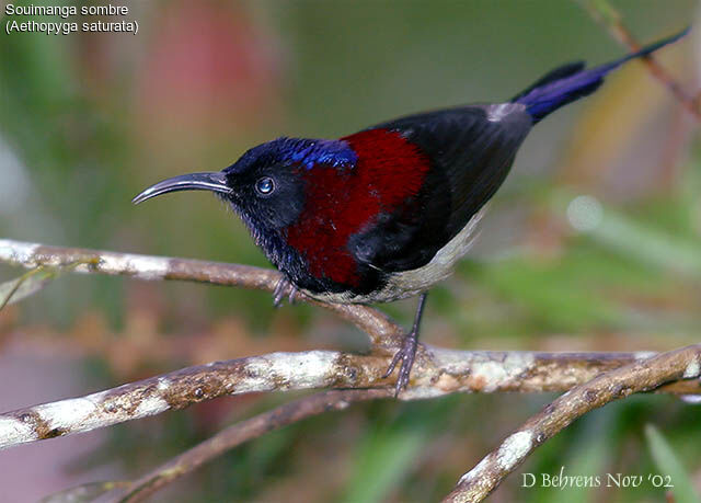 Black-throated Sunbird