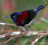 Black-throated Sunbird