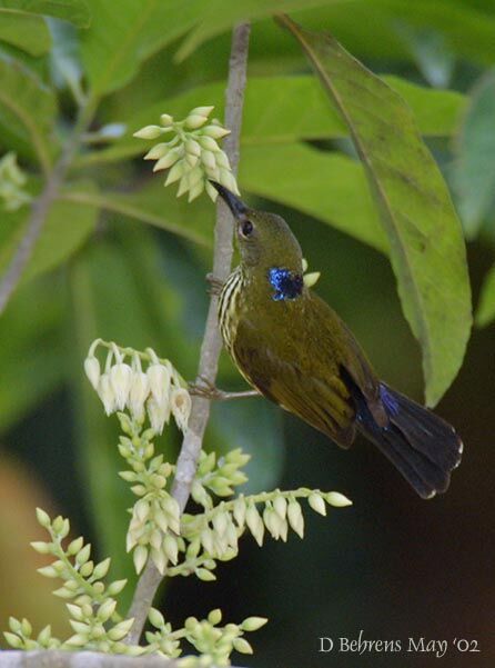 Purple-naped Spiderhunter