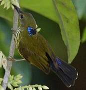 Purple-naped Spiderhunter