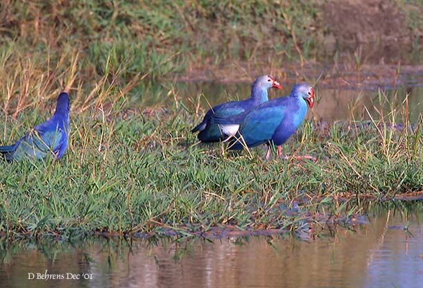 Western Swamphen