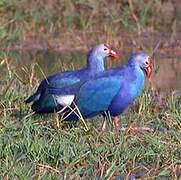 Western Swamphen