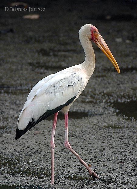 Milky Stork