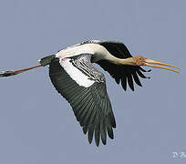 Painted Stork