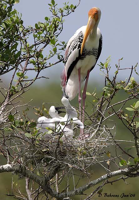 Painted Stork