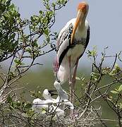 Painted Stork