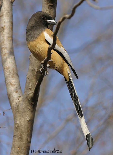 Rufous Treepie