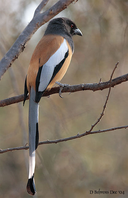 Rufous Treepie