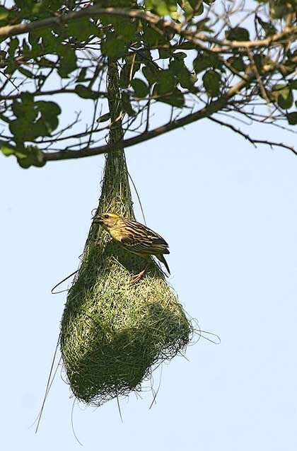 Baya Weaver