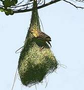 Baya Weaver