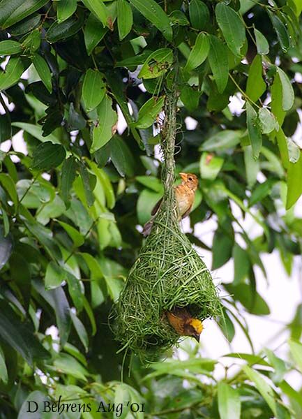 Baya Weaver