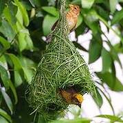 Baya Weaver