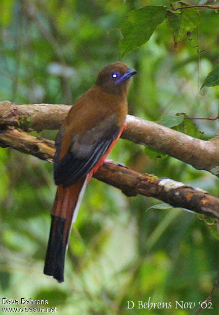 Trogon cannelle