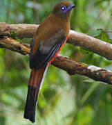 Cinnamon-rumped Trogon