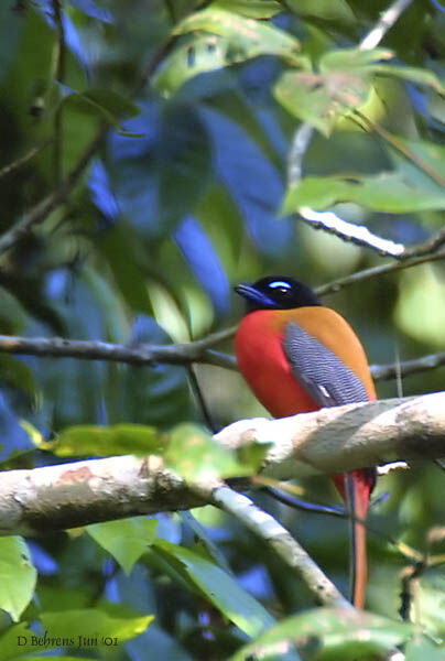 Trogon de Duvaucel