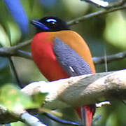 Scarlet-rumped Trogon