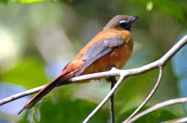 Scarlet-rumped Trogon