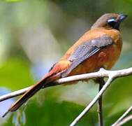 Scarlet-rumped Trogon