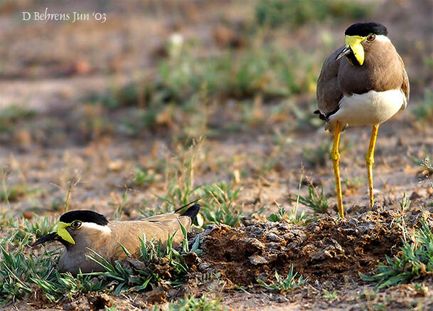 Yellow-wattled Lapwing