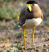 Yellow-wattled Lapwing