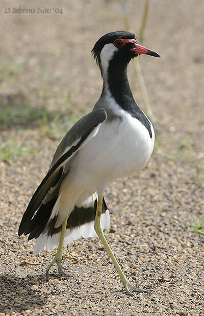 Red-wattled Lapwing