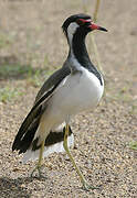 Red-wattled Lapwing