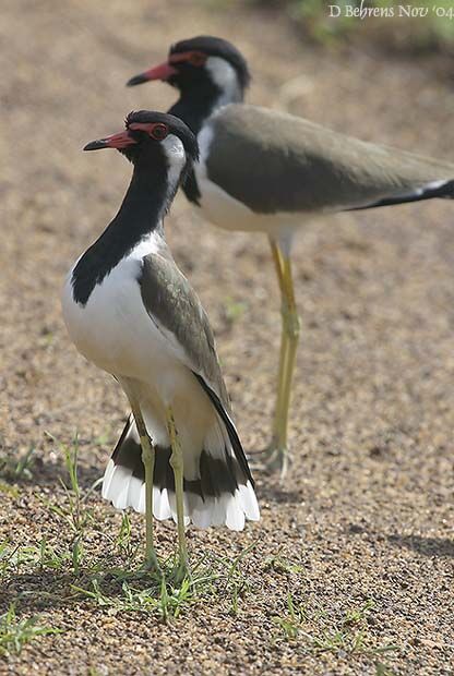 Red-wattled Lapwing