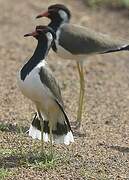 Red-wattled Lapwing