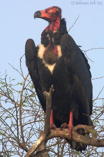 Red-headed Vulture