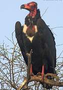 Red-headed Vulture