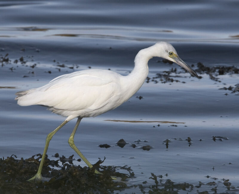 Aigrette bleue1ère année, identification