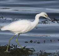 Little Blue Heron