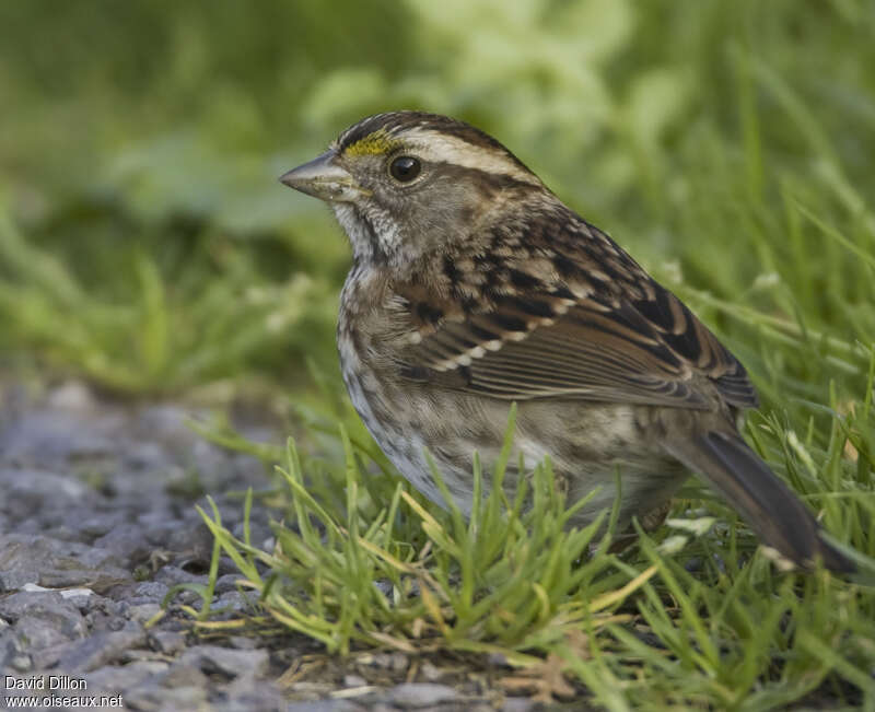 White-throated SparrowSecond year, identification