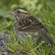 White-throated Sparrow