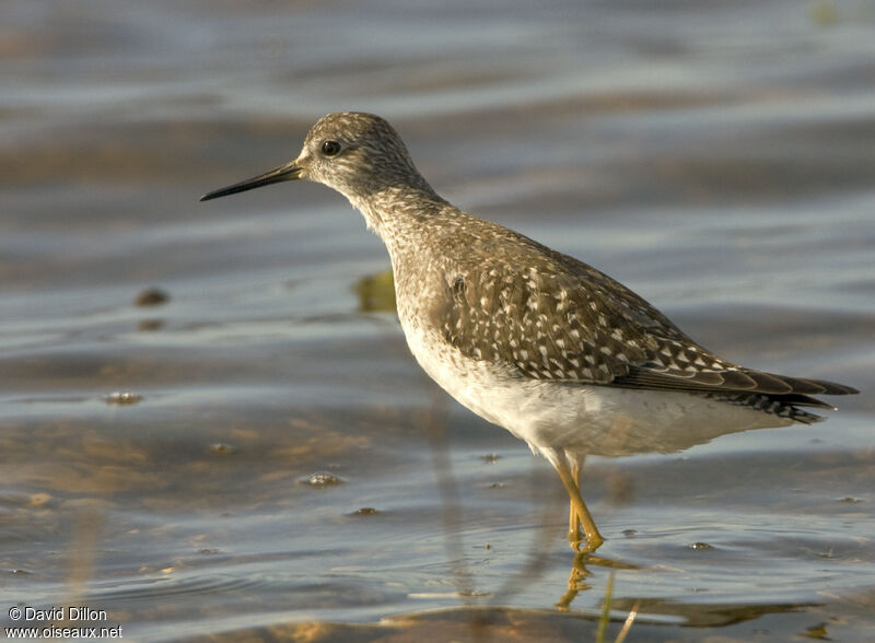 Lesser Yellowlegs, identification