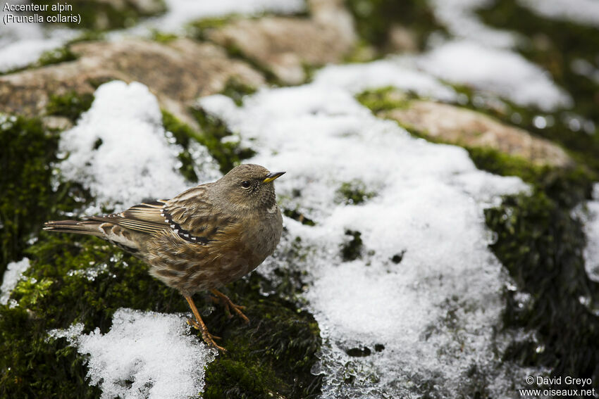 Accenteur alpin