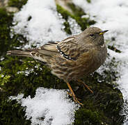 Accenteur alpin