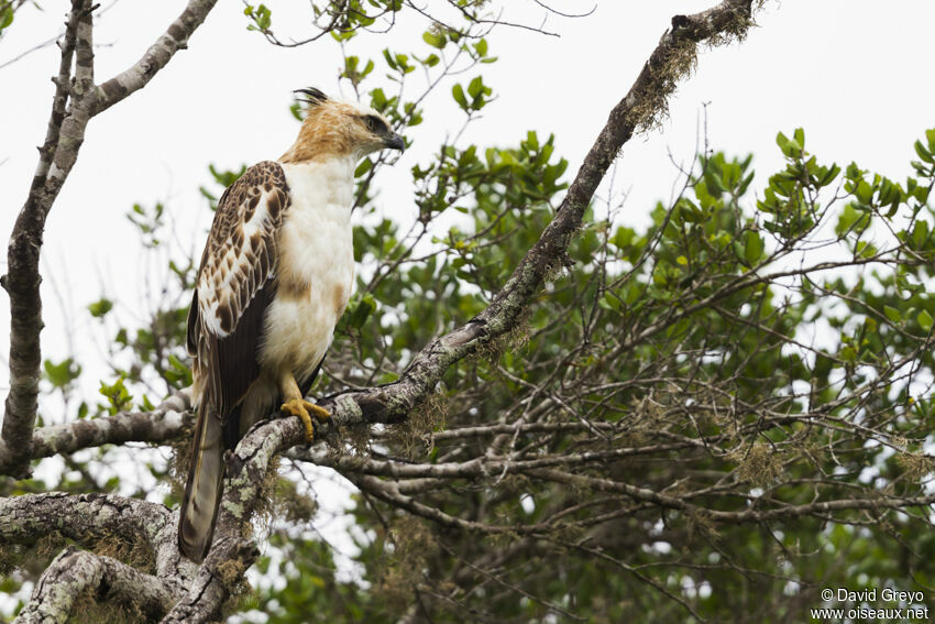 Aigle huppé