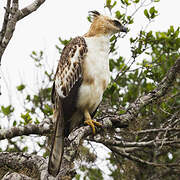 Changeable Hawk-Eagle