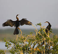 Oriental Darter