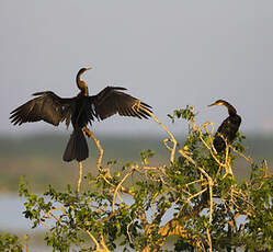 Anhinga roux